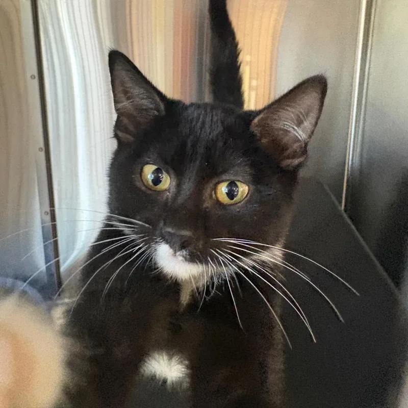 A baby small-sized male Domestic Short Hair cat named Rooney for adoption in Spokane, WA