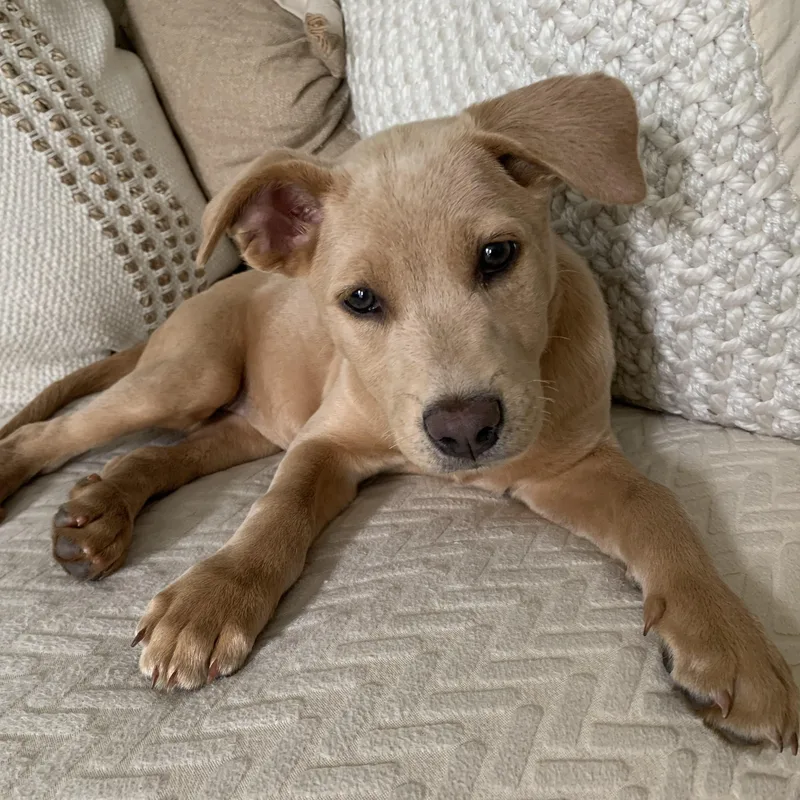 A baby medium-sized female Apricot / Beige Labrador Retriever dog named Rae for adoption in San Diego, CA