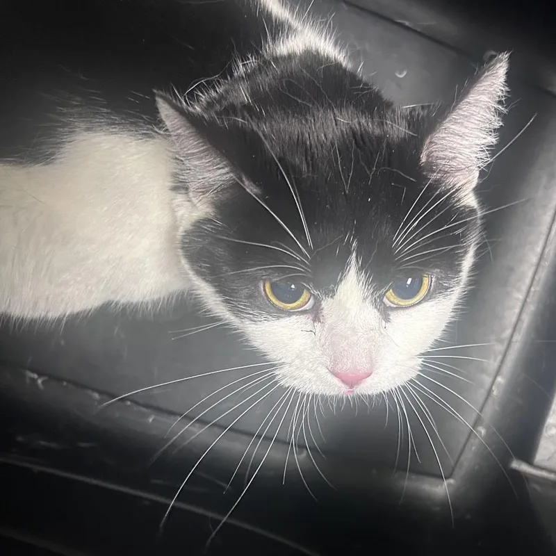 An adult small-sized female Black Domestic Short Hair cat named Pika for adoption in Philadelphia, PA