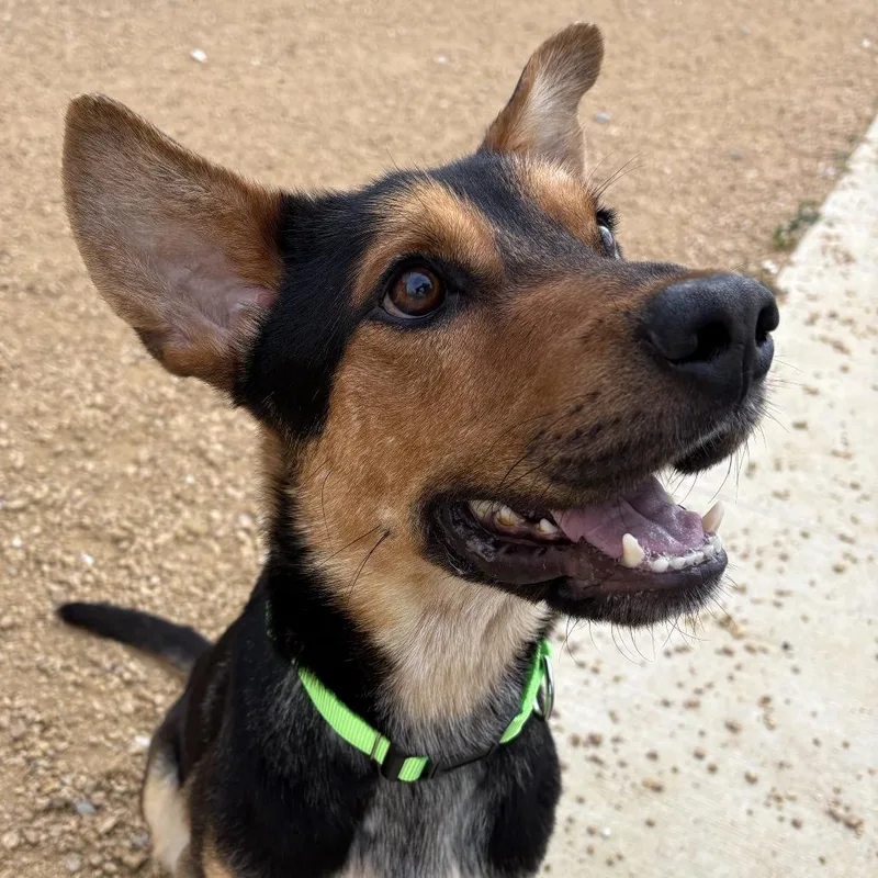 An adult medium-sized male Black Mixed Breed dog named Rowan for adoption in Bentonville, AR