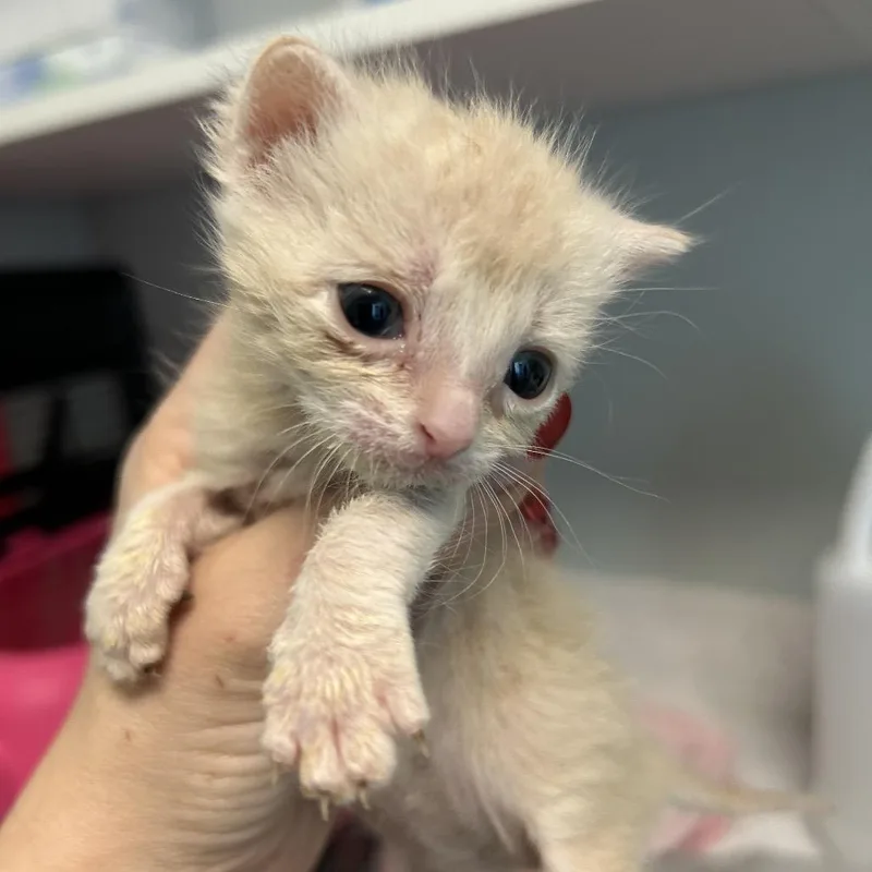 A baby small-sized male Buff / Tan / Fawn Domestic Short Hair cat named Cobbler for adoption in Leander, TX