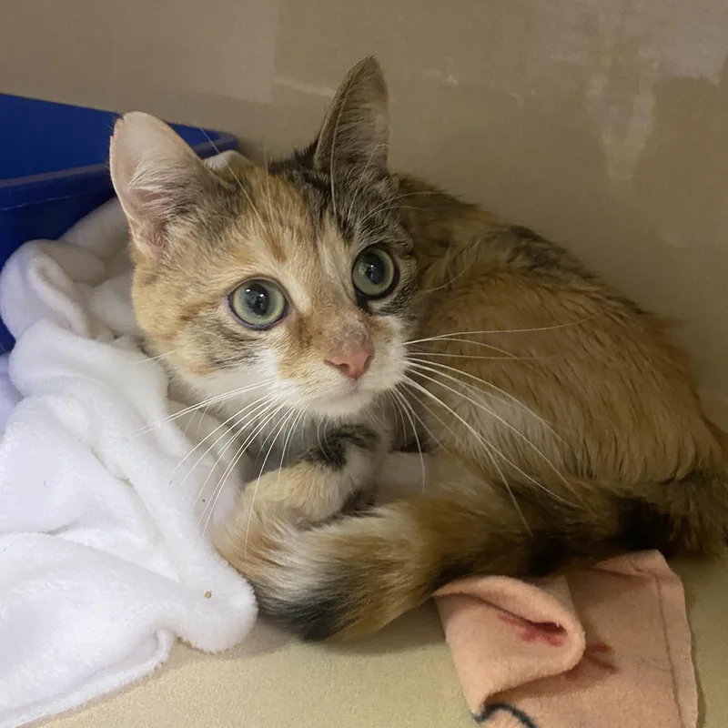 A senior medium-sized female Calico cat named Callie for adoption in Elyria, OH