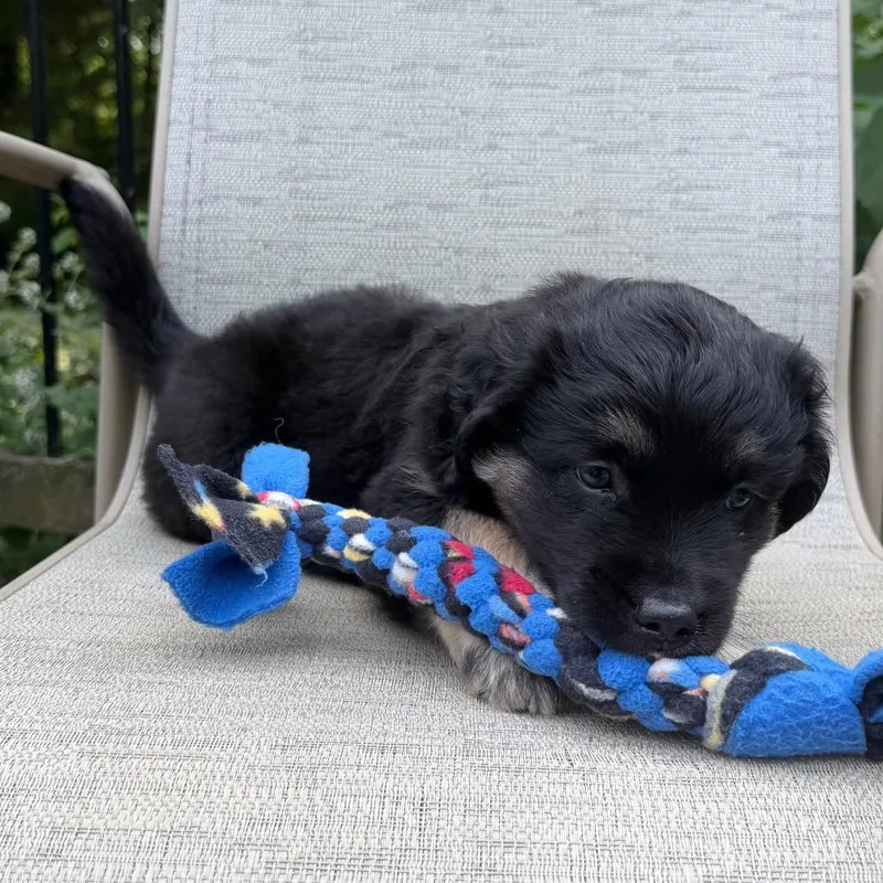 A baby small-sized female Australian Shepherd dog named Strudel for adoption in Crystal, MN