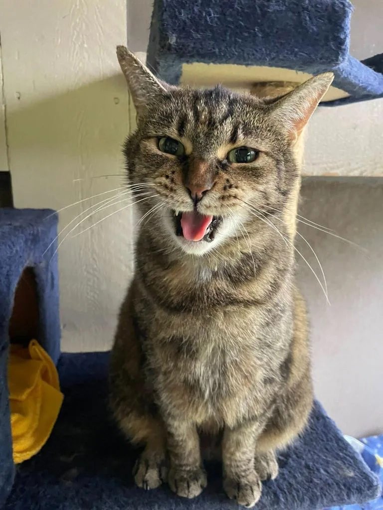 A senior medium-sized female Domestic Short Hair cat named Uma Furman for adoption in Hamilton, OH