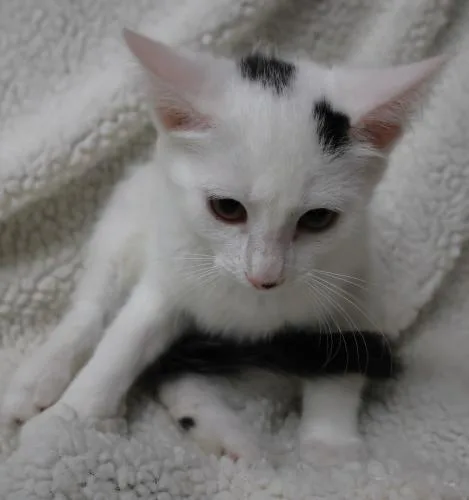 A baby medium-sized female Domestic Long Hair cat named Becky for adoption in Thief River Falls, MN