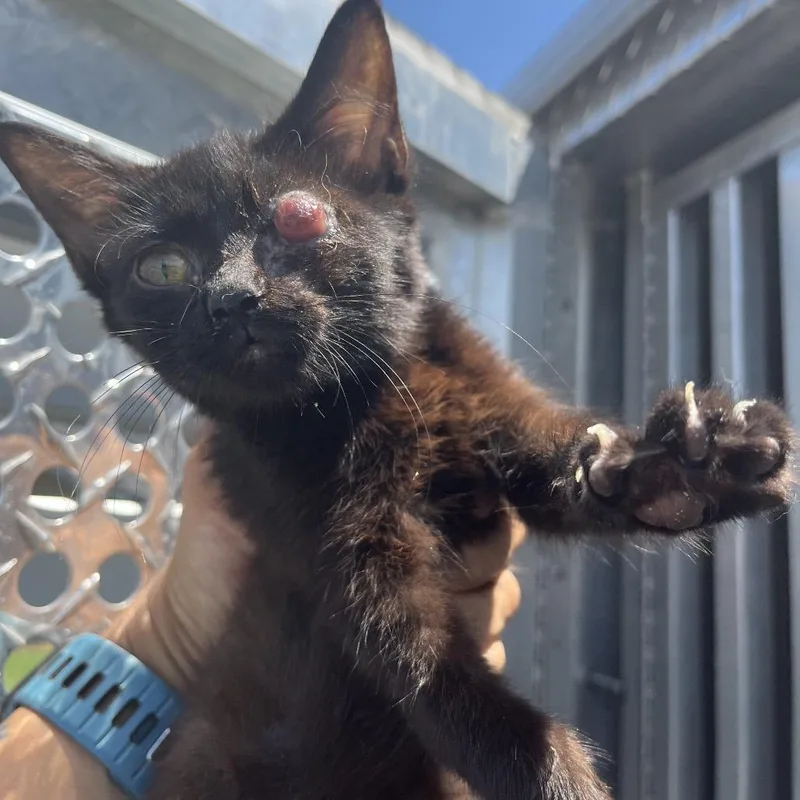 A baby small-sized female Domestic Medium Hair cat named McCheese for adoption in Chattanooga, TN
