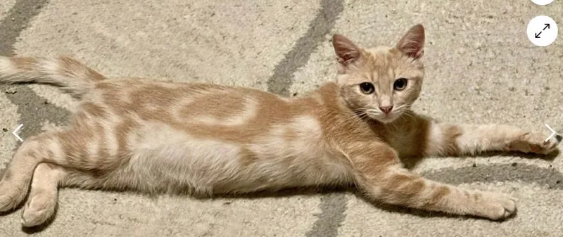A baby medium-sized male Orange & White Domestic Short Hair cat named Dorado for adoption in oceanside, CA