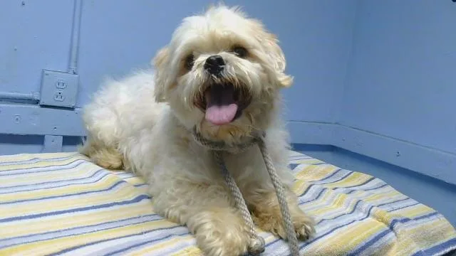 An adult small-sized male Lhasa Apso dog named Simon for adoption in Gardena, CA