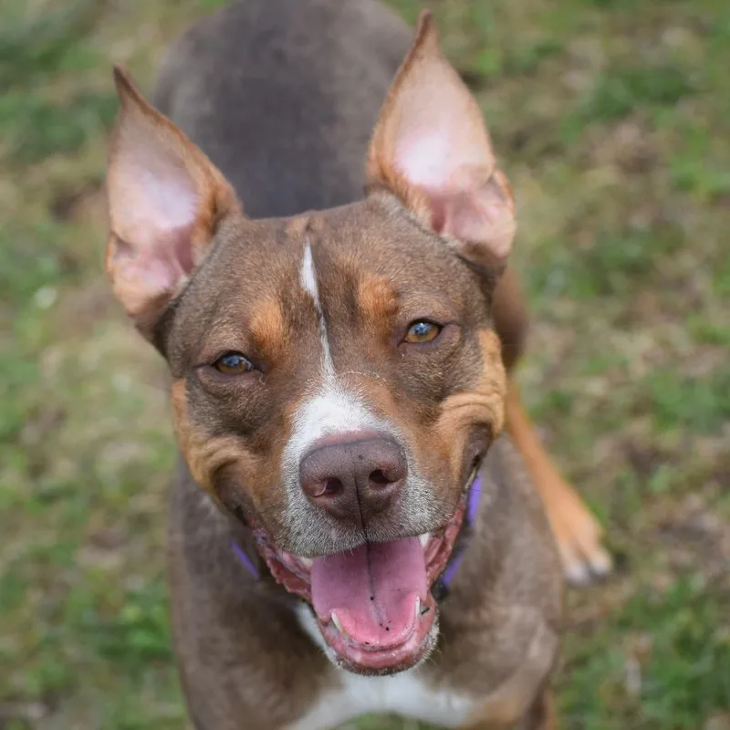 An adult medium-sized female Yellow / Tan / Blond / Fawn Hound dog named Mira for adoption in Albert Lea, MN