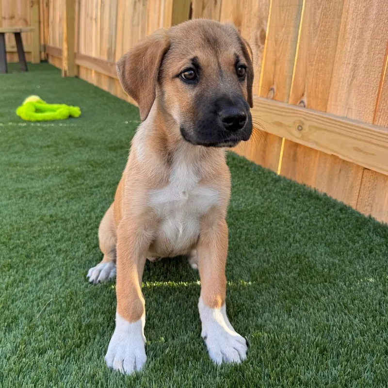 A baby large-sized female Yellow / Tan / Blond / Fawn Great Dane dog named Bida for adoption in La Grange, KY