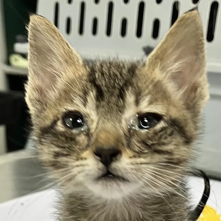 A baby small-sized male Domestic Short Hair cat named Thing for adoption in Las Cruces, NM