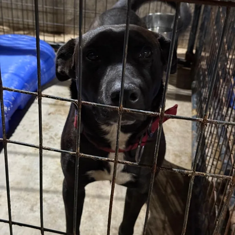 An adult medium-sized male Black Labrador Retriever dog named Gilmore Gilyard for adoption in Fort Smith, AR