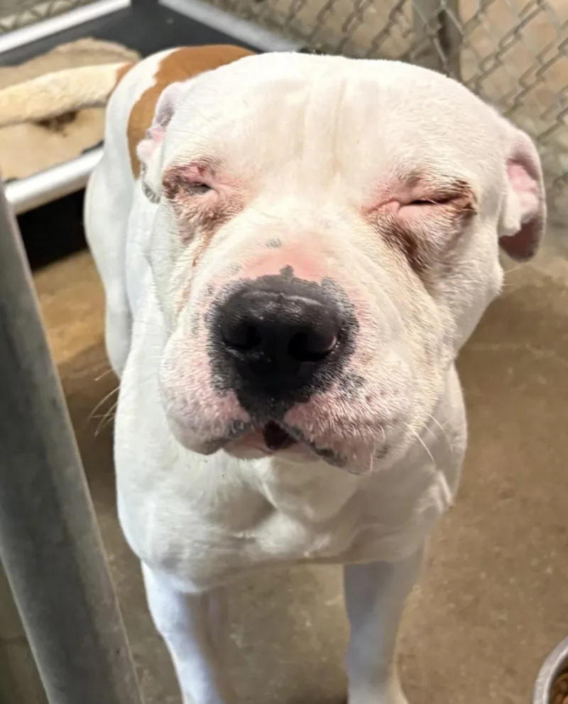 A young medium-sized male White / Cream American Bulldog dog named Blanco HOLD for adoption in Canton, OH