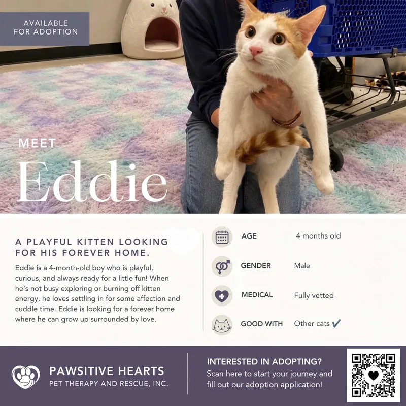 A young medium-sized male Orange & White Domestic Short Hair cat named Sam and Eddie for adoption in Kenhorst, PA