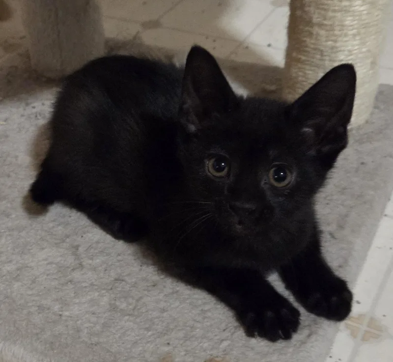 A young medium-sized male Black Domestic Short Hair cat named Takis for adoption in Fort Collins, CO