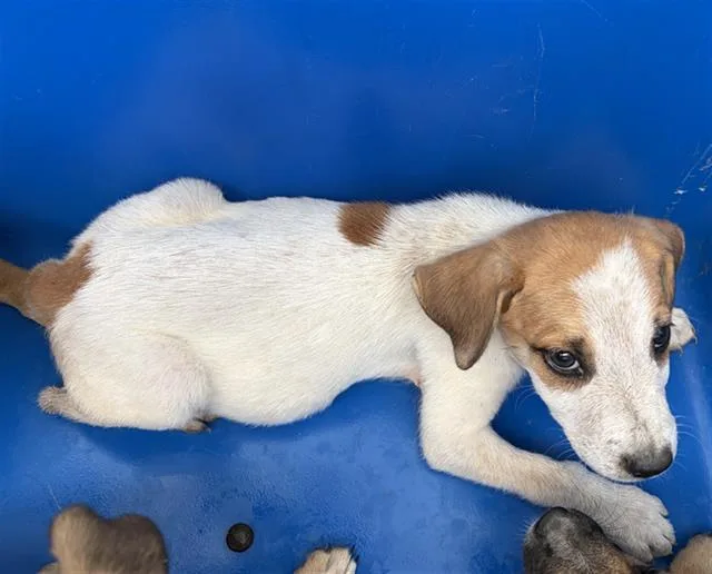 A baby large-sized male Mixed Breed dog named Cheeseburger for adoption in Dallas, TX