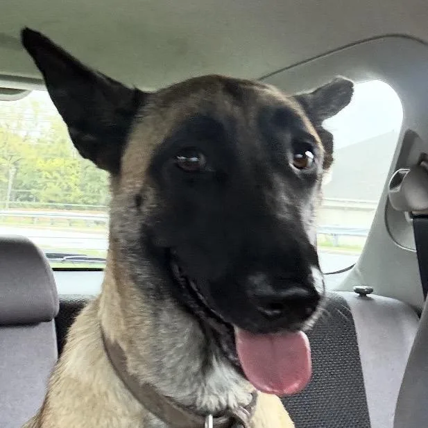 A young large-sized female Yellow / Tan / Blond / Fawn Belgian Shepherd / Malinois dog named Uma Thurman for adoption in Greenfield, IN