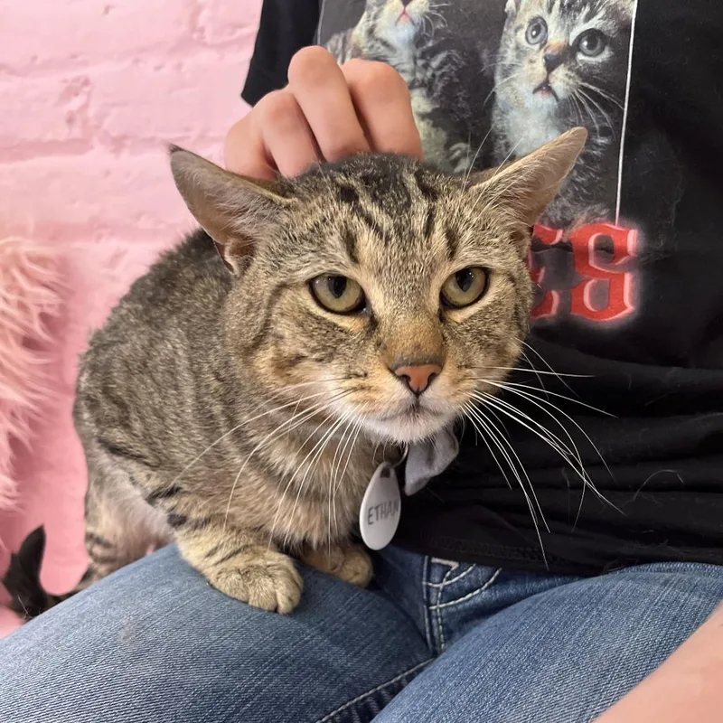 An adult large-sized male Brown / Chocolate Domestic Short Hair cat named Ethan for adoption in Fairfax Station, VA