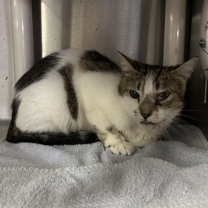 A young medium-sized female White Domestic Short Hair cat named Kayle for adoption in San Gabriel, CA