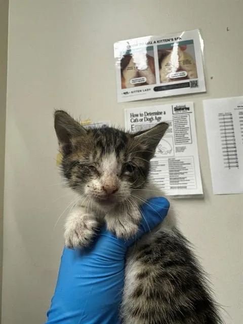 A baby small-sized male Domestic Short Hair cat named A for adoption in Naples, FL