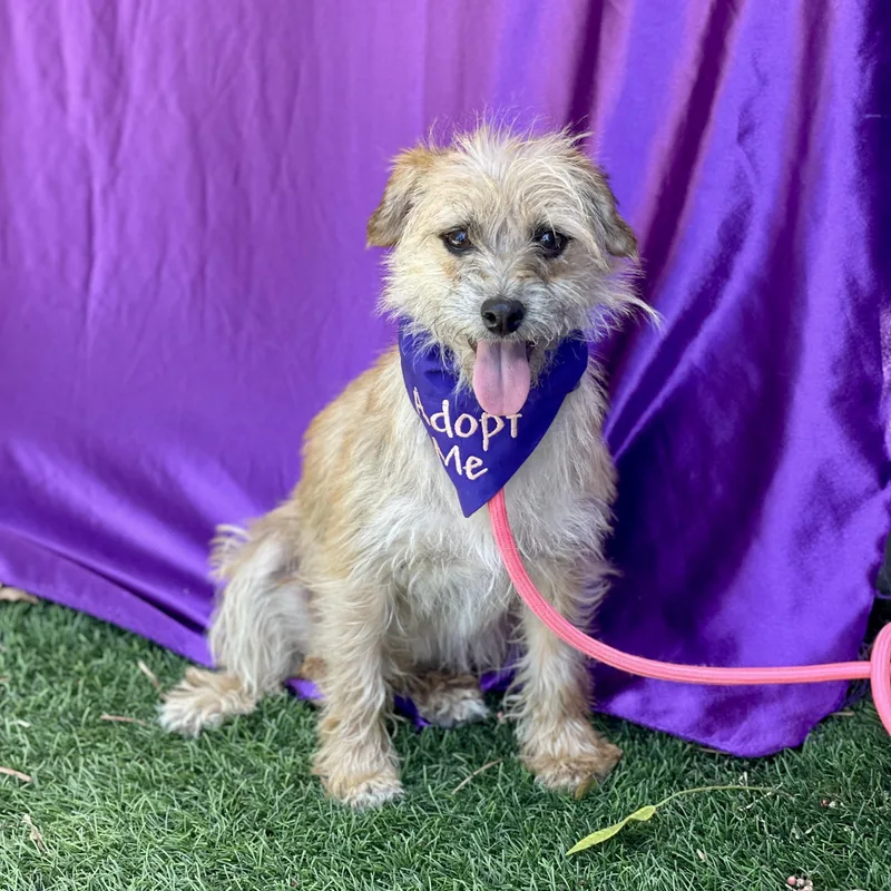 A young small-sized female Gray / Blue / Silver Terrier dog named Daisy for adoption in Rowland Heights, CA