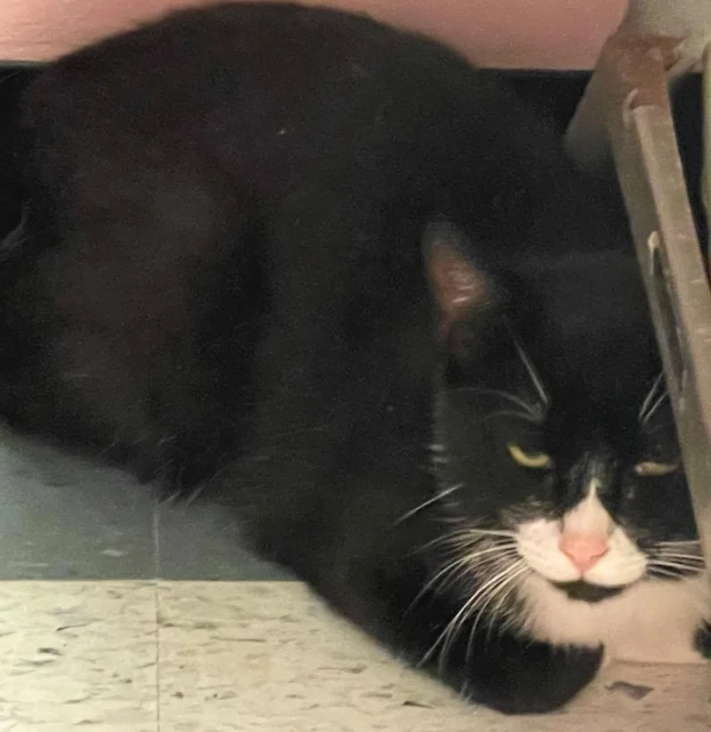 A young medium-sized male Domestic Short Hair cat named Sam for adoption in Muskegon, MI
