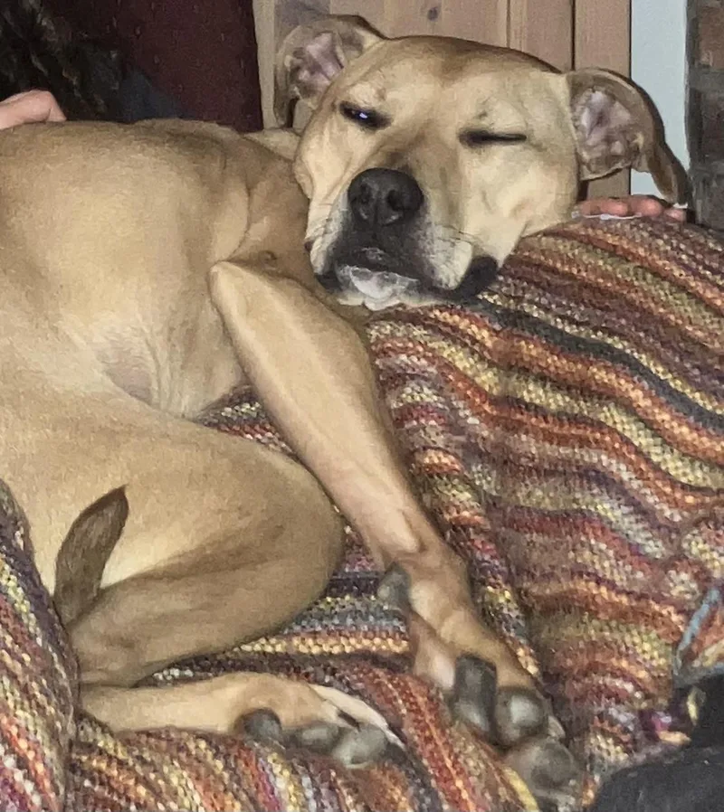 Biscuit