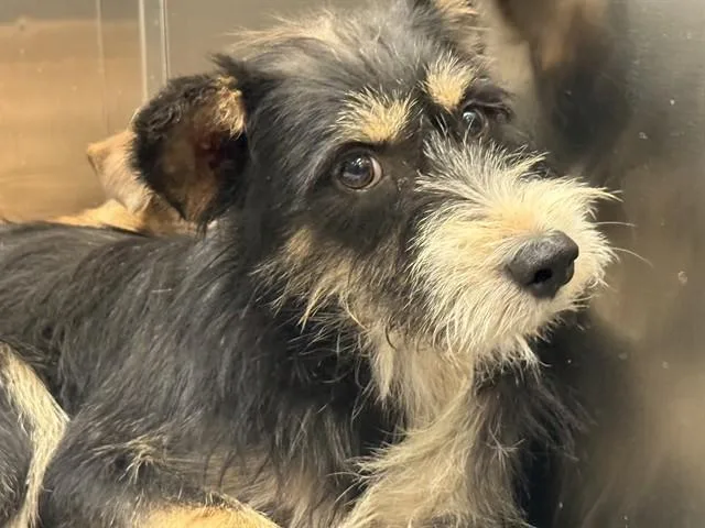 An adult small-sized male Mixed Breed dog named Chase for adoption in Dallas, TX