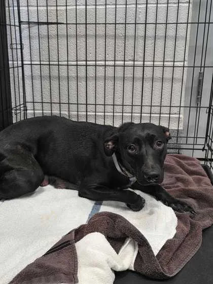 An adult medium-sized female Mixed Breed dog named Millie for adoption in Sevierville, TN