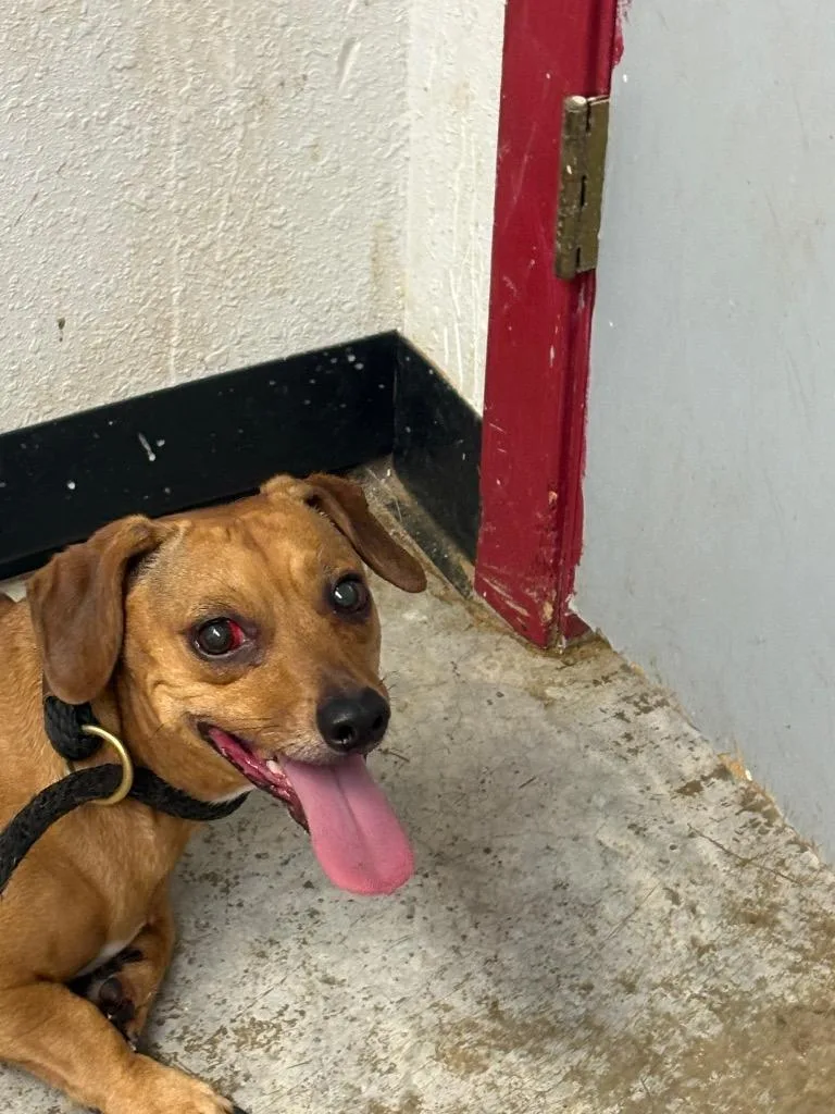 An adult small-sized male Dachshund dog named Cruz for adoption in Lockhart, TX