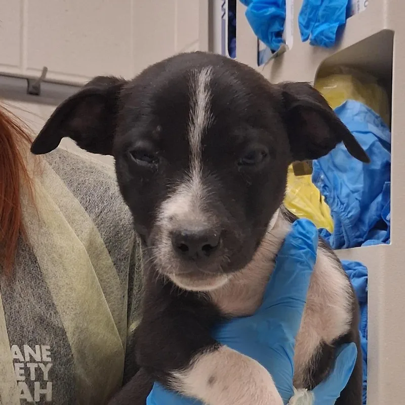 A baby small-sized male Black Mixed Breed dog named Calpis Soda Chardonnay for adoption in Murray, UT