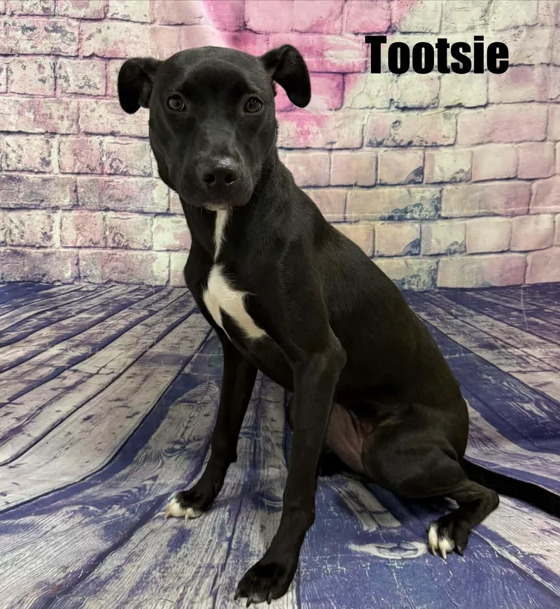 A young medium-sized female Black Labrador Retriever dog named Tootsie for adoption in Quincy, MI