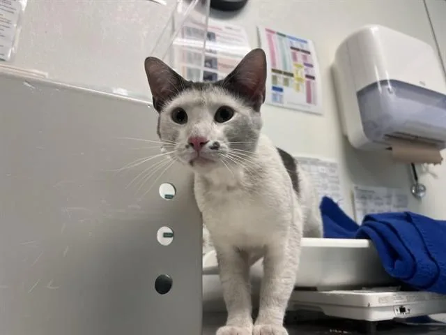 A young medium-sized male Domestic Short Hair cat named Mr. Freckles for adoption in Palo Alto, CA