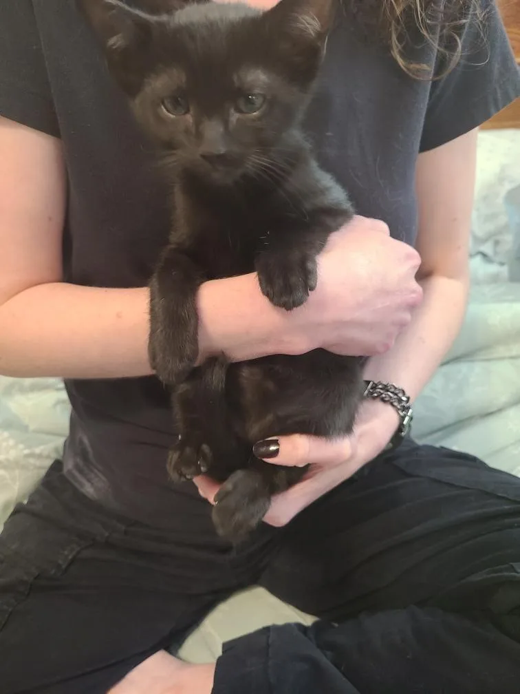 A baby large-sized male Black Domestic Short Hair cat named Stuart for adoption in Oceanside, CA