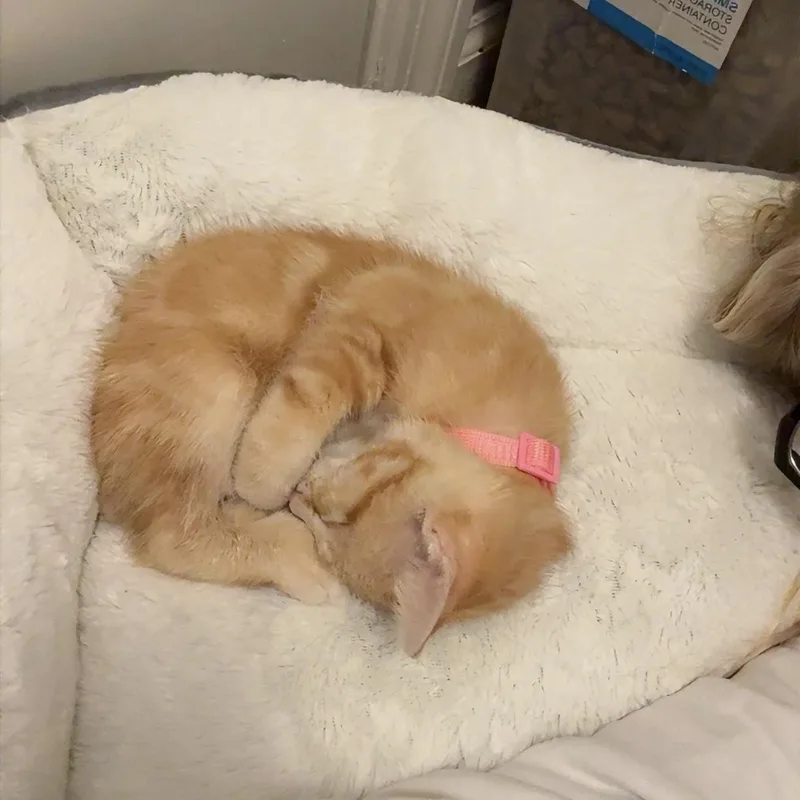 A baby medium-sized male Tabby cat named Bacon for adoption in Columbia, SC