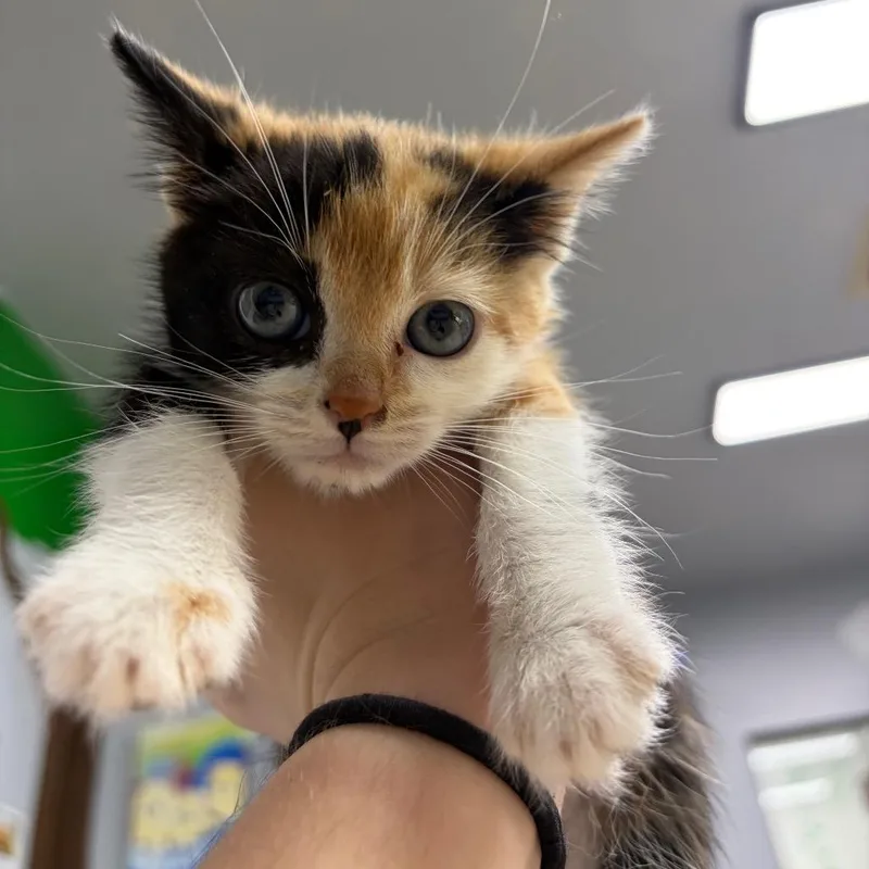 A baby small-sized female Calico Domestic Short Hair cat named Mira for adoption in Franklin, NC