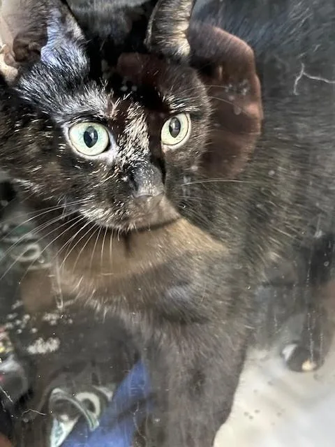 An adult medium-sized female Domestic Short Hair cat named Izzy for adoption in Anoka, MN