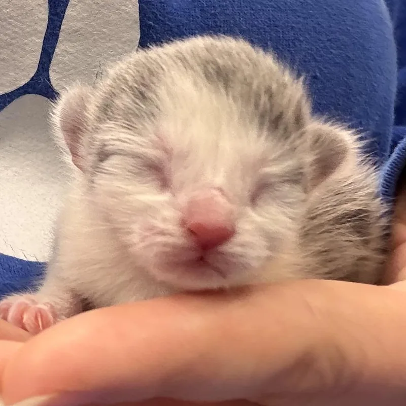 A baby small-sized female Gray / Blue / Silver Domestic Short Hair cat named Teaspoon for adoption in Greensboro, NC
