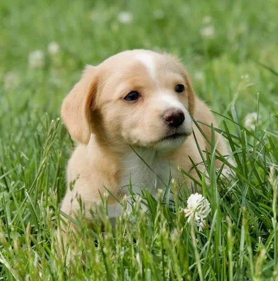 A baby small-sized female White / Cream Chihuahua dog named Kiwi for adoption in Hopkinton, MA