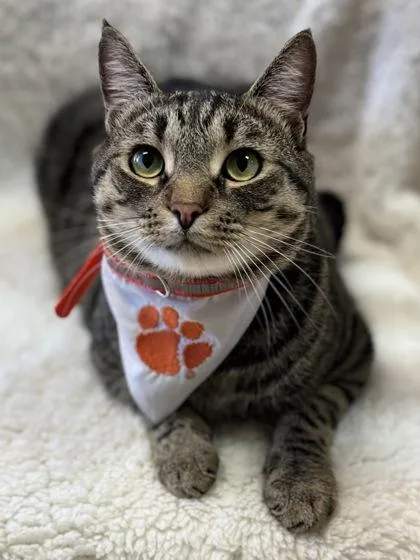 An adult medium-sized male Domestic Short Hair cat named Puppet $ @ Petsmart for adoption in Seneca, SC