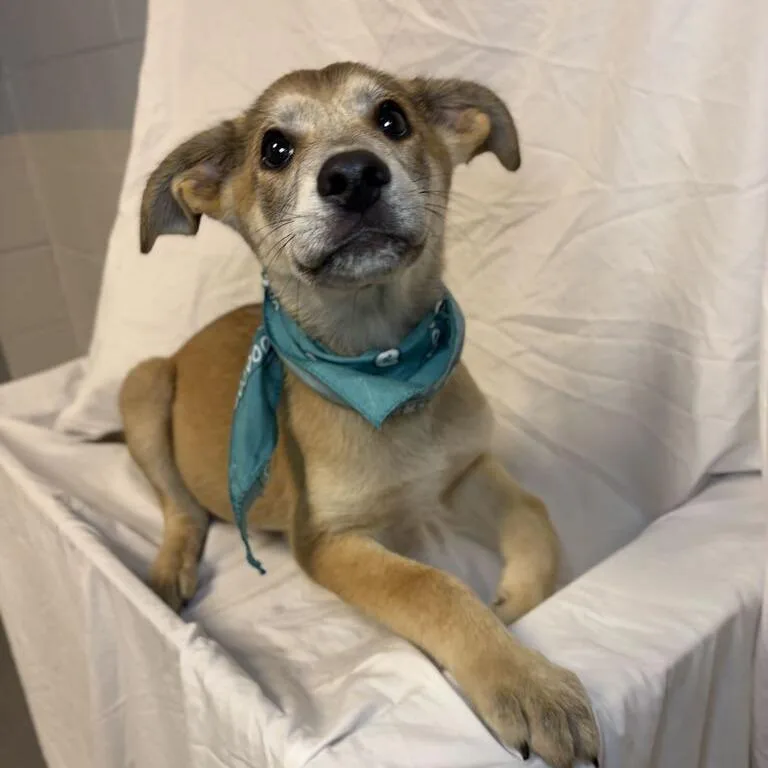 A baby medium-sized male Yellow / Tan / Blond / Fawn Mixed Breed dog named Bengal for adoption in Novelty, OH