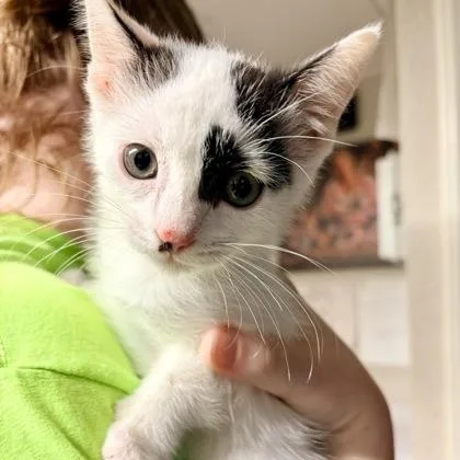 A baby medium-sized female Black & White / Tuxedo Domestic Short Hair cat named Sarita for adoption in Bulverde, TX