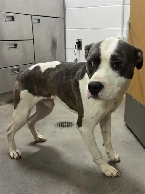 A young medium-sized male Pit Bull Terrier dog named Smoke for adoption in Upper Marlboro, MD