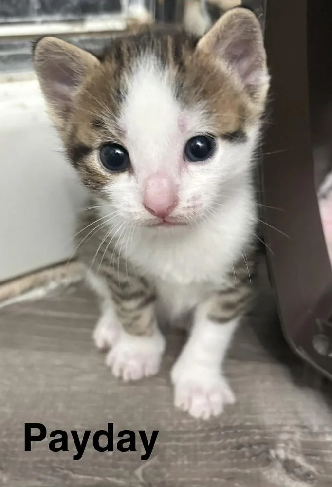 A baby small-sized male Black & White / Tuxedo American Shorthair cat named Payday for adoption in Telford, PA