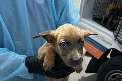 A baby small-sized female Belgian Shepherd / Malinois dog named Puppy for adoption in Atlanta, GA