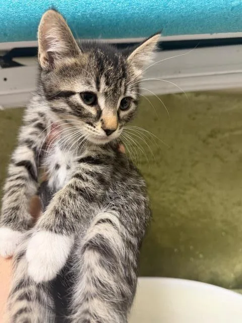 A baby small-sized male Domestic Short Hair cat named A for adoption in Riverside, CA