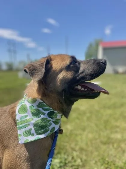 An adult medium-sized male Anatolian Shepherd dog named Damion for adoption in Columbus, IN