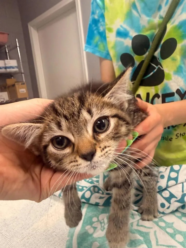 A baby medium-sized male Domestic Short Hair cat named Judd for adoption in Burnsville, NC
