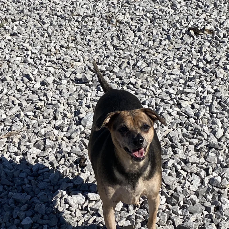 An adult small-sized male Chihuahua dog named Bingo for adoption in Hartford, KY