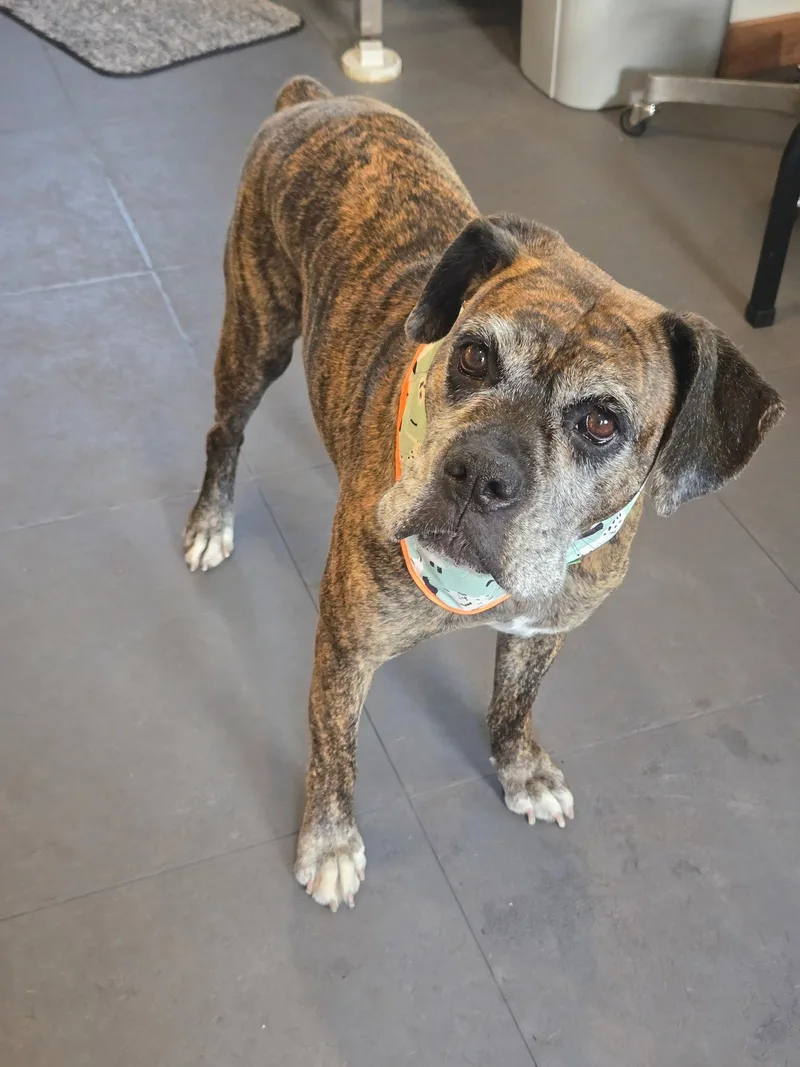 An adult medium-sized female Mixed Breed dog named Penny Coming Soon for adoption in Woodbury, MN